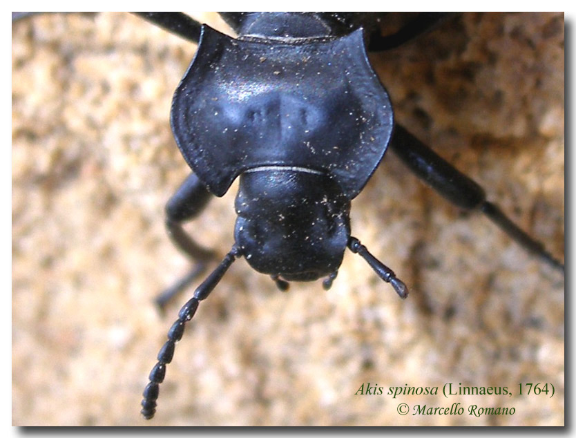 Galleria di...Tenebrionidae